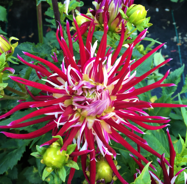 Dahlia Hollyhill Spider Woman